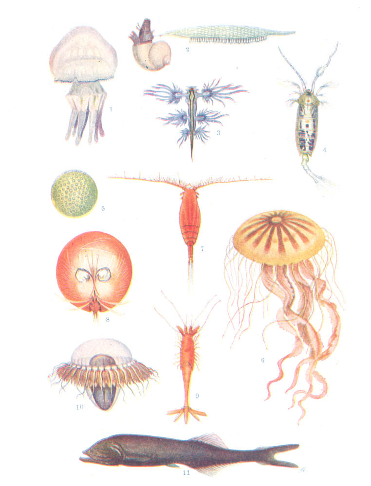 FISH.Rhizostoma pulmo.Janthina fragilis.Glaucus eucharis;Gaetanus krupti 1936